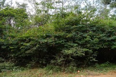 Calliandra calothyrsus